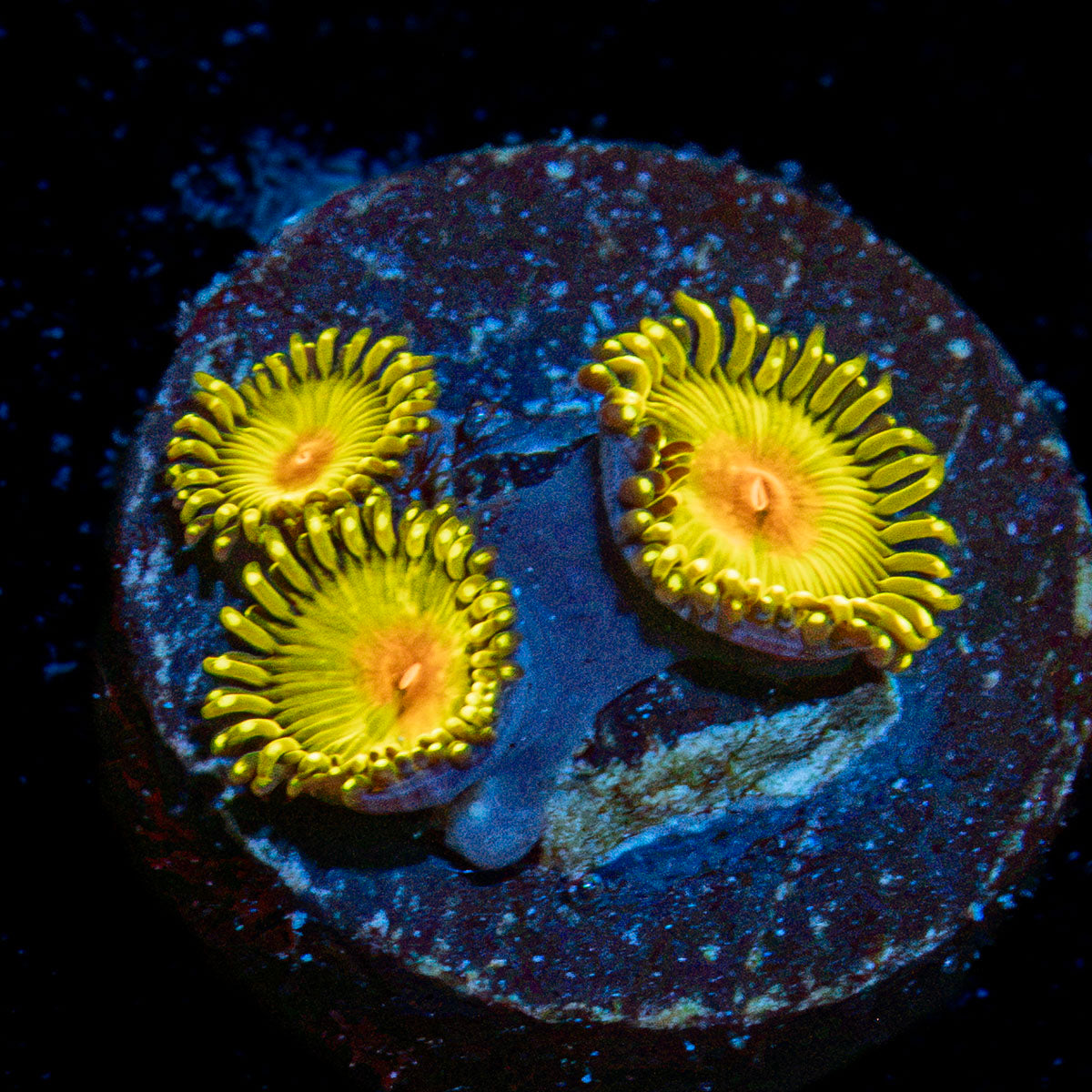 Golden Gods Zoanthid Coral colony growth in reef aquarium