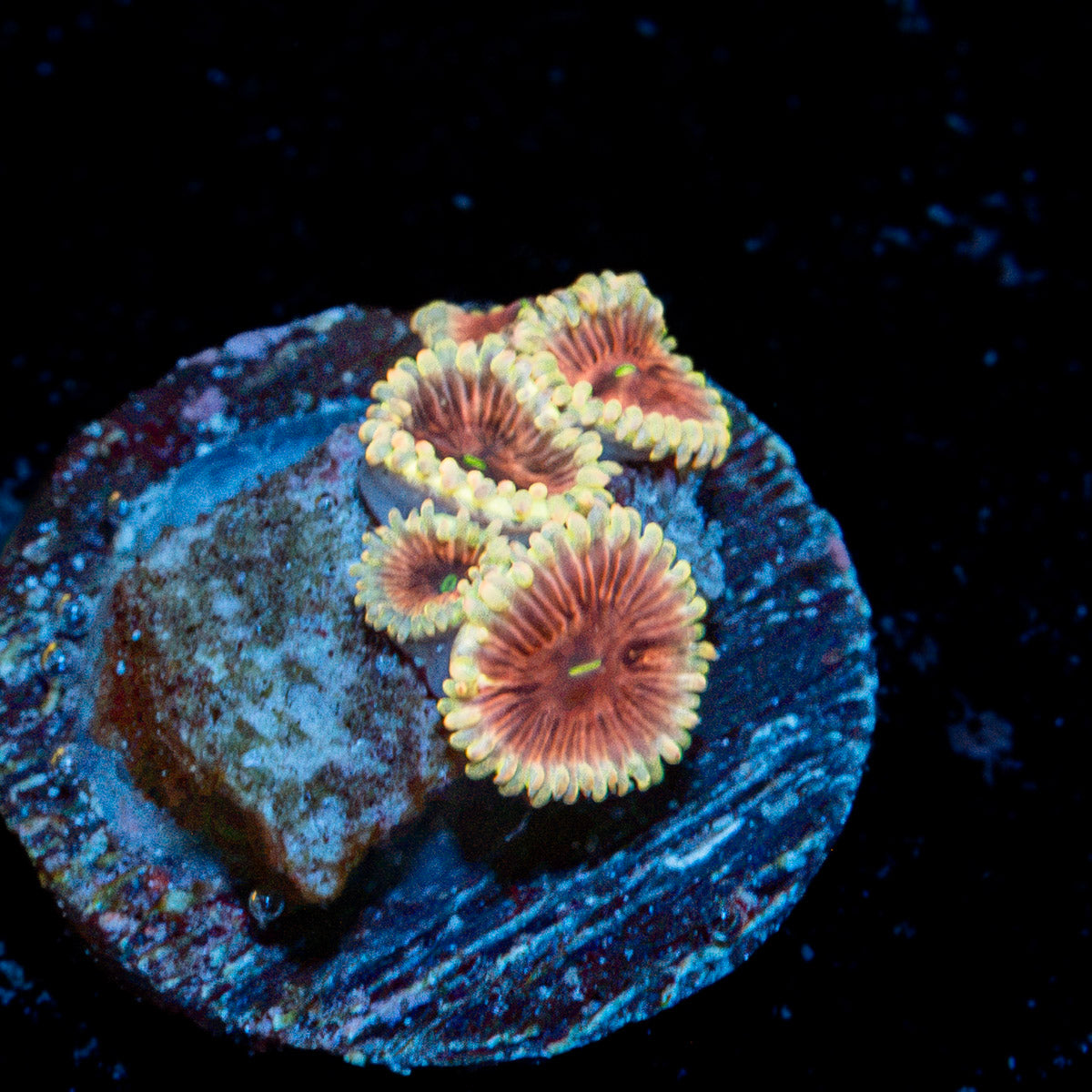 Lunar Lemonade Zoanthid Coral colony growth in reef aquarium
