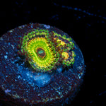 Hyper Jubilees Zoanthids with colony growth in reef aquarium
