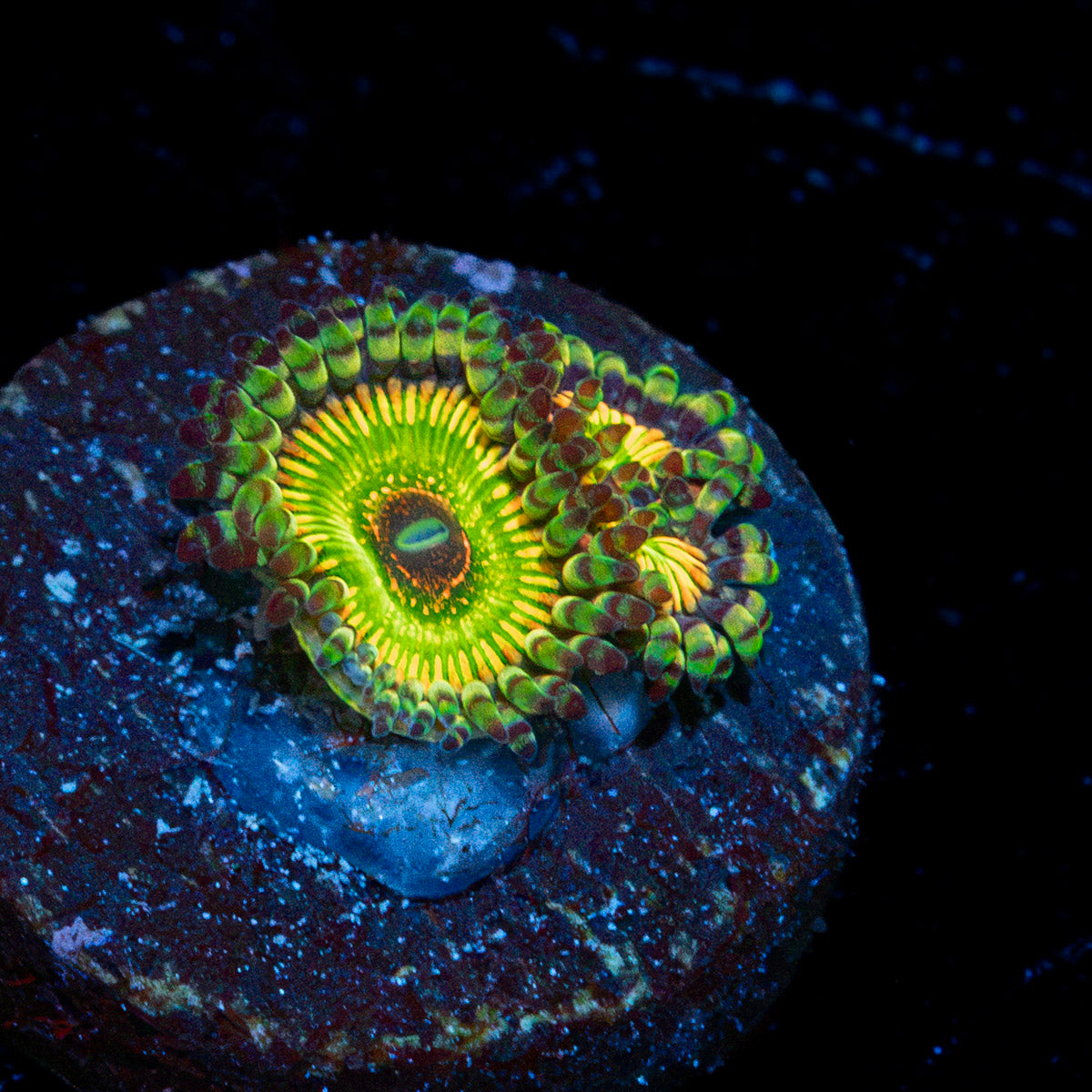 Hyper Jubilees Zoanthids with colony growth in reef aquarium