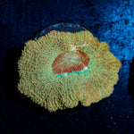 Moonlight Asian Acan with fleshy polyps in reef aquarium