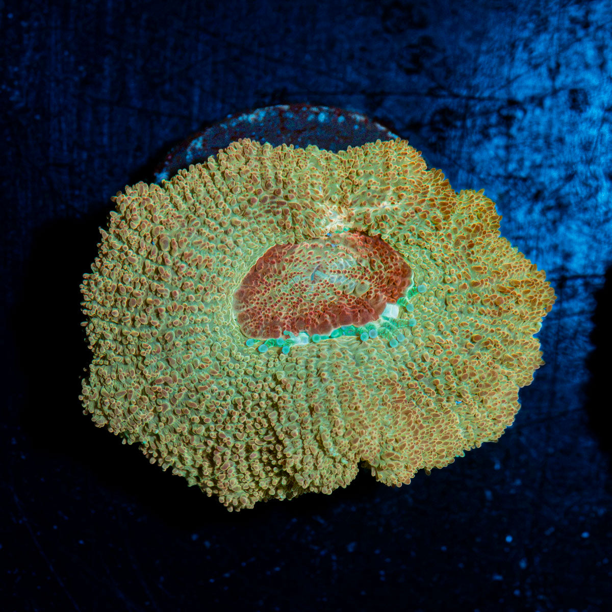 Moonlight Asian Acan with fleshy polyps in reef aquarium