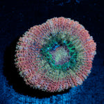 Kirby hammer Asian Acan with fleshy polyps in reef aquarium