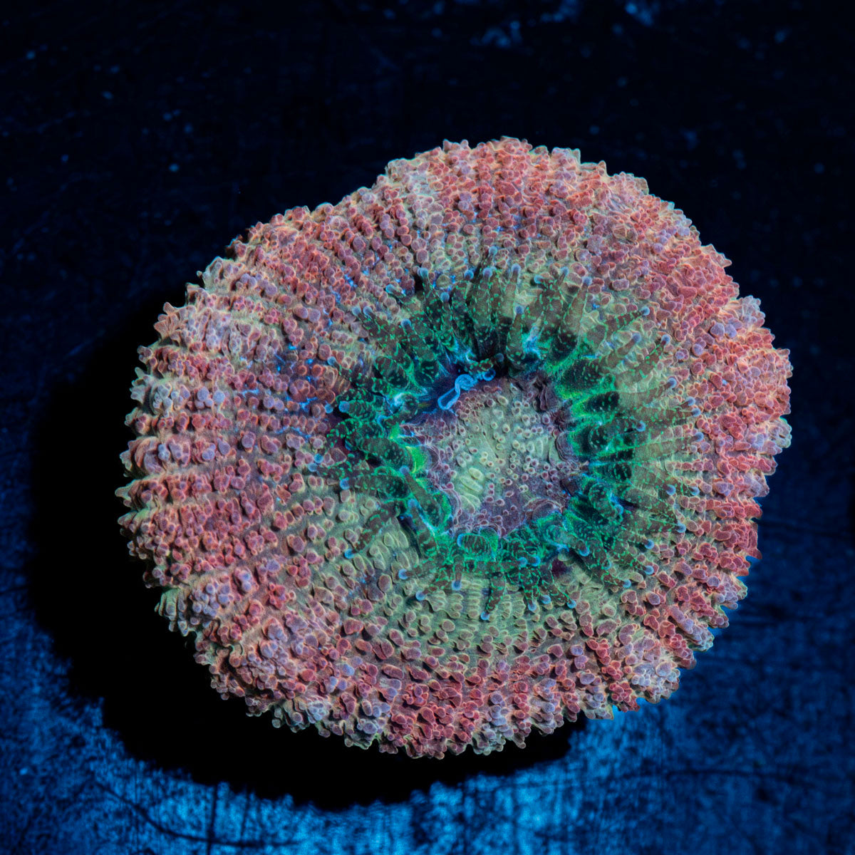 Kirby hammer Asian Acan with fleshy polyps in reef aquarium