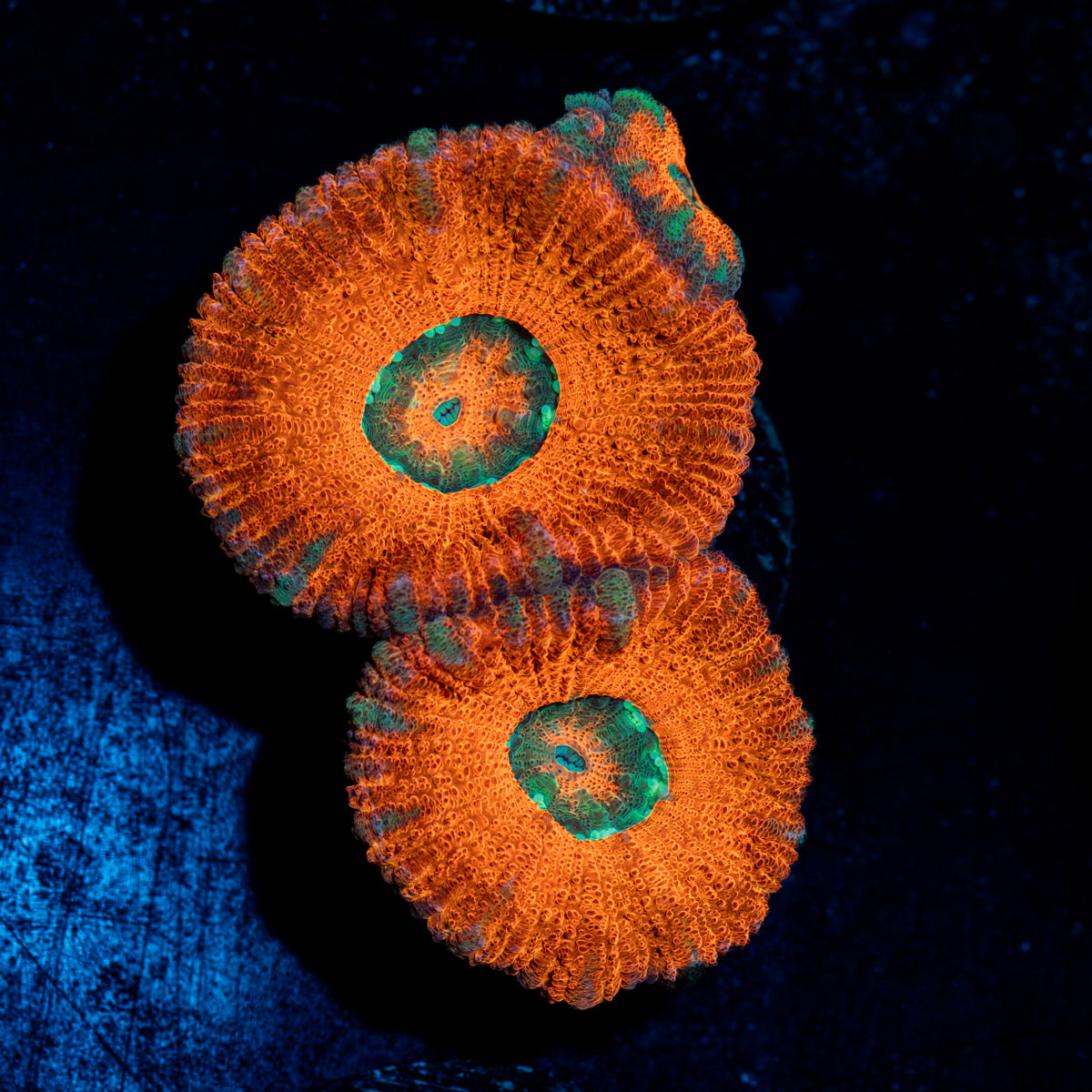 Acan Coral with fleshy polyps in reef aquarium