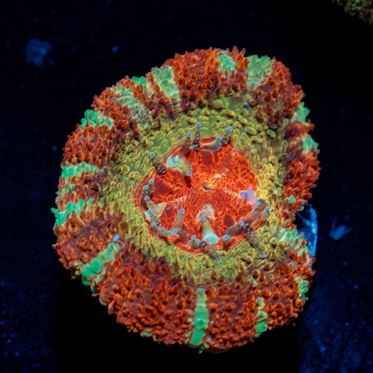 Pirate Hunters Asian Acan with fleshy polyps in reef aquarium