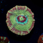 RocketMan Asian Acan Coral with fleshy polyps in reef aquarium