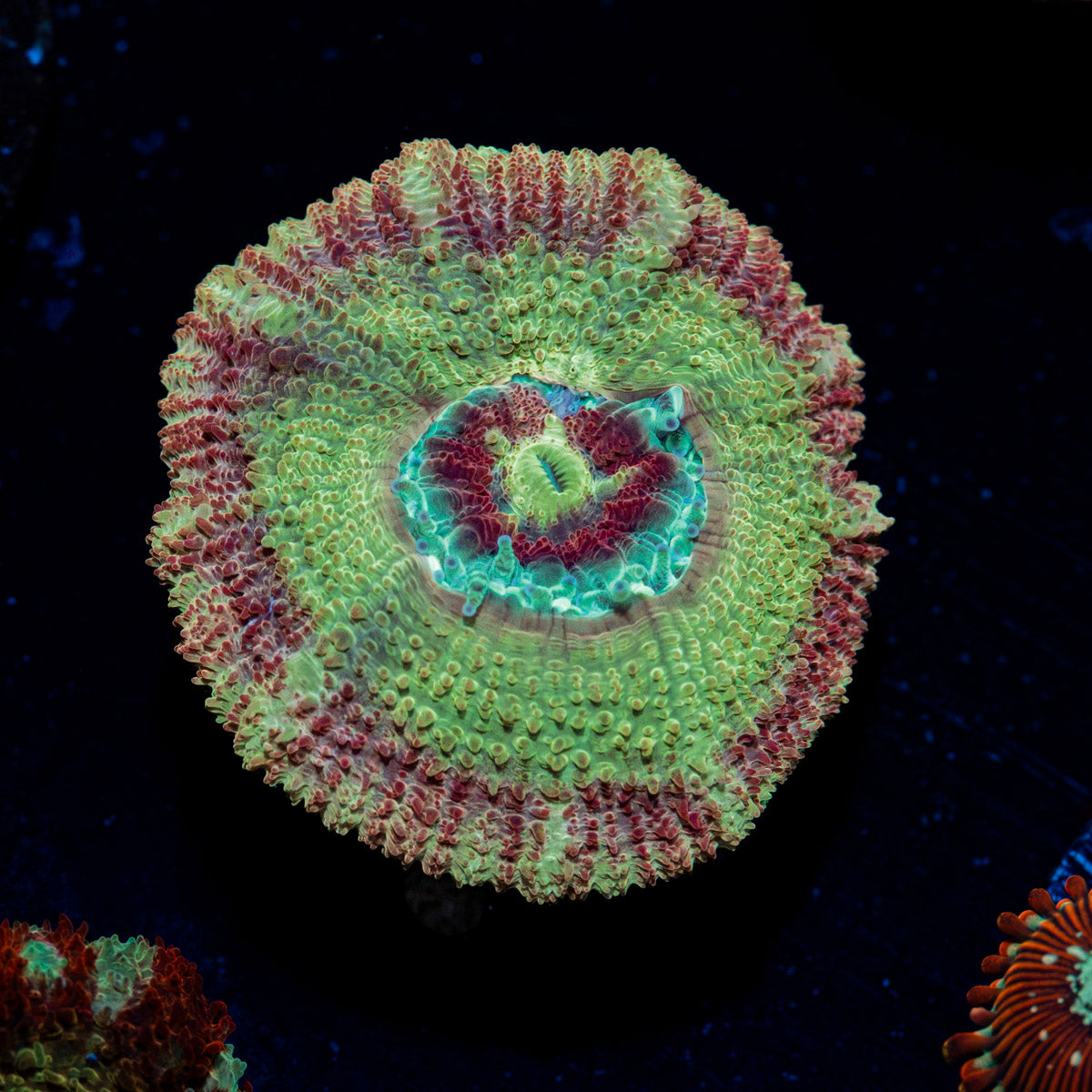 RocketMan Asian Acan Coral with fleshy polyps in reef aquarium