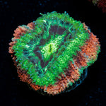 Hulk Smash Asian Acan Coral with fleshy polyps in reef aquarium