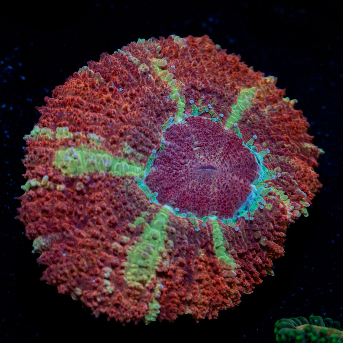 Hypnotic Asian Acan Coral with fleshy polyps in reef aquarium