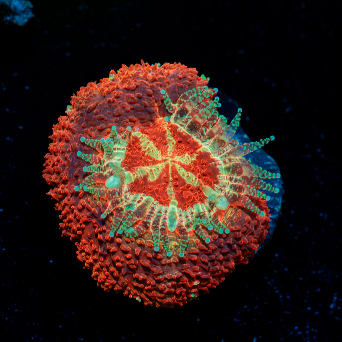 Blood Moon Asian Acan Coral with fleshy polyps in reef aquarium