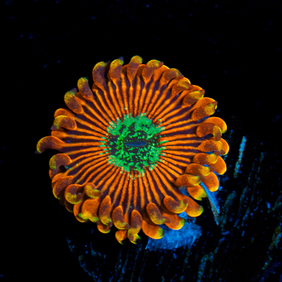 Dark Magician zoanthid coral colony growth in reef aquarium