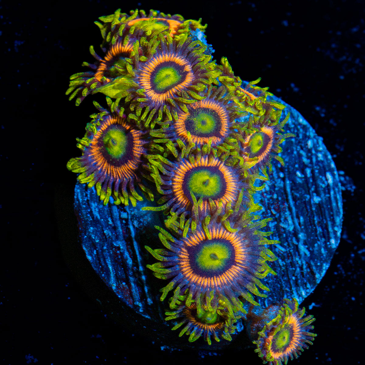 Kamikaze Zoanthid Coral with colony growth in reef aquarium