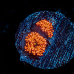 Utter Chaos Zoanthid Coral colony growth in reef aquarium