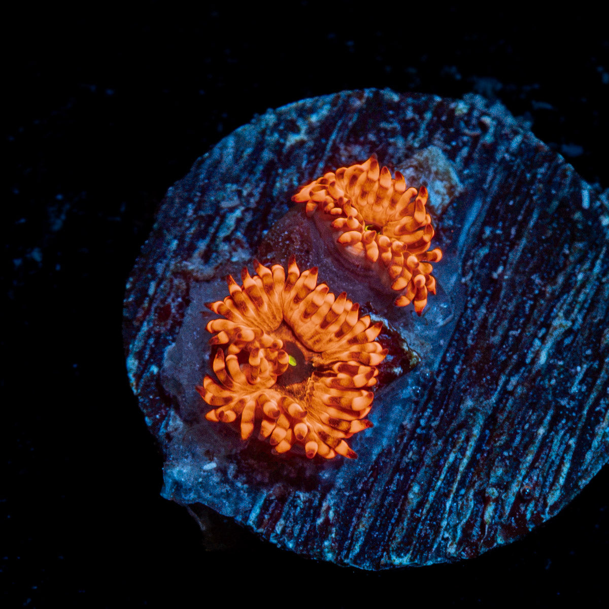 Utter Chaos Zoanthid Coral colony growth in reef aquarium