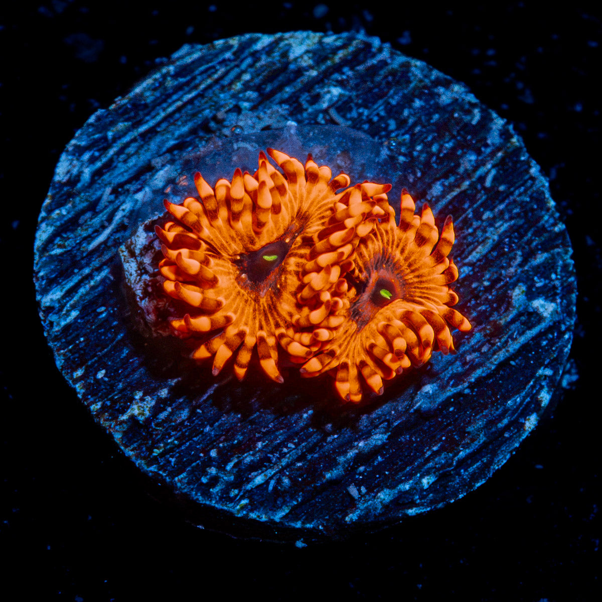 Utter Chaos Zoanthid Coral colony growth in reef aquarium