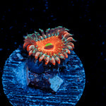 Seduction Zoanthid Coral with colony growth in reef aquarium