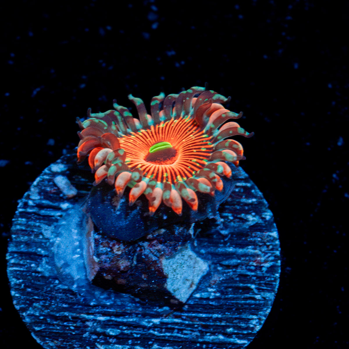 Seduction Zoanthid Coral with colony growth in reef aquarium