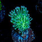 Green Toadstool Leather Coral with soft coral mushroom disc in reef aquarium