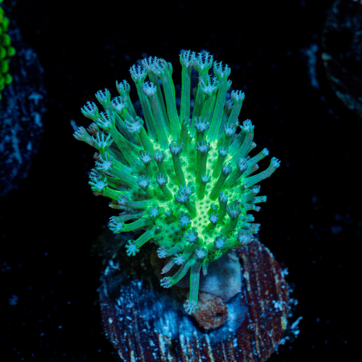 Green Toadstool Leather Coral with soft coral mushroom disc in reef aquarium