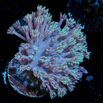 Classic Toadstool Leather Coral with smooth cap in reef aquarium