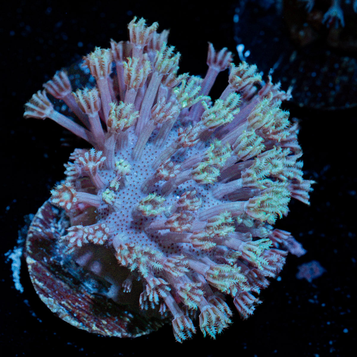 Classic Toadstool Leather Coral with smooth cap in reef aquarium