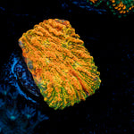 Cloudberry Chalice Coral with encrusting growth in reef aquarium