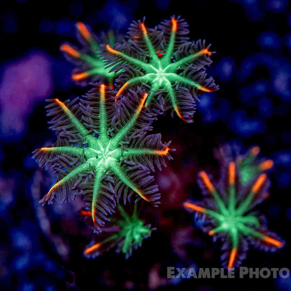 ARC Firework Clove polyps - Beginner Soft Coral