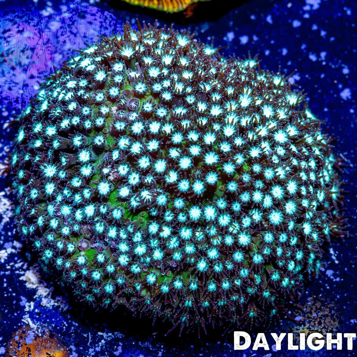 JF Grassy Fields Stylocoeniella - riptide aquaculture llc
