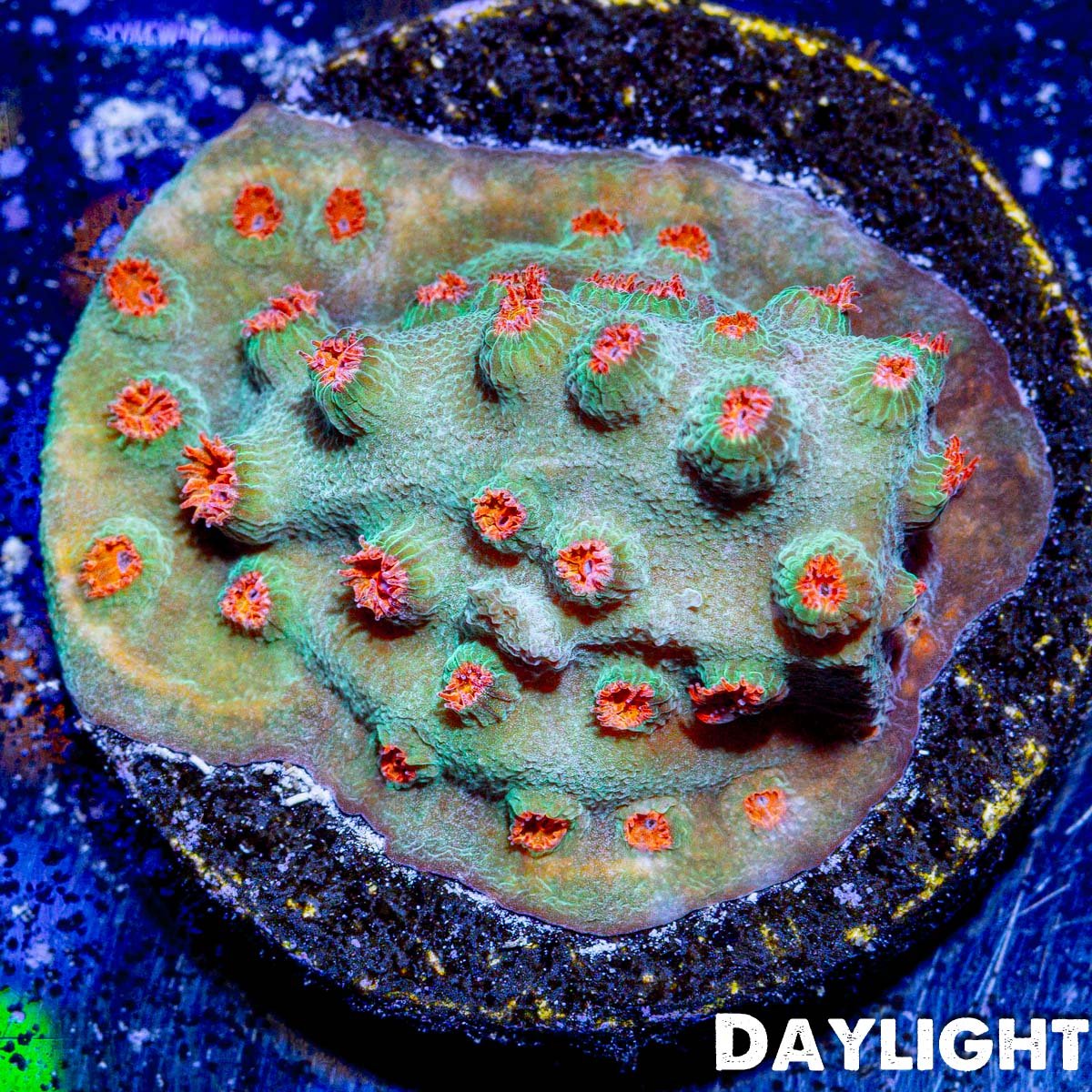 Meteor Shower Cyphastrea Coral - riptide aquaculture llc