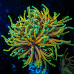 Hellfire Torch Euphyllia Coral with flowing tentacles in reef aquarium