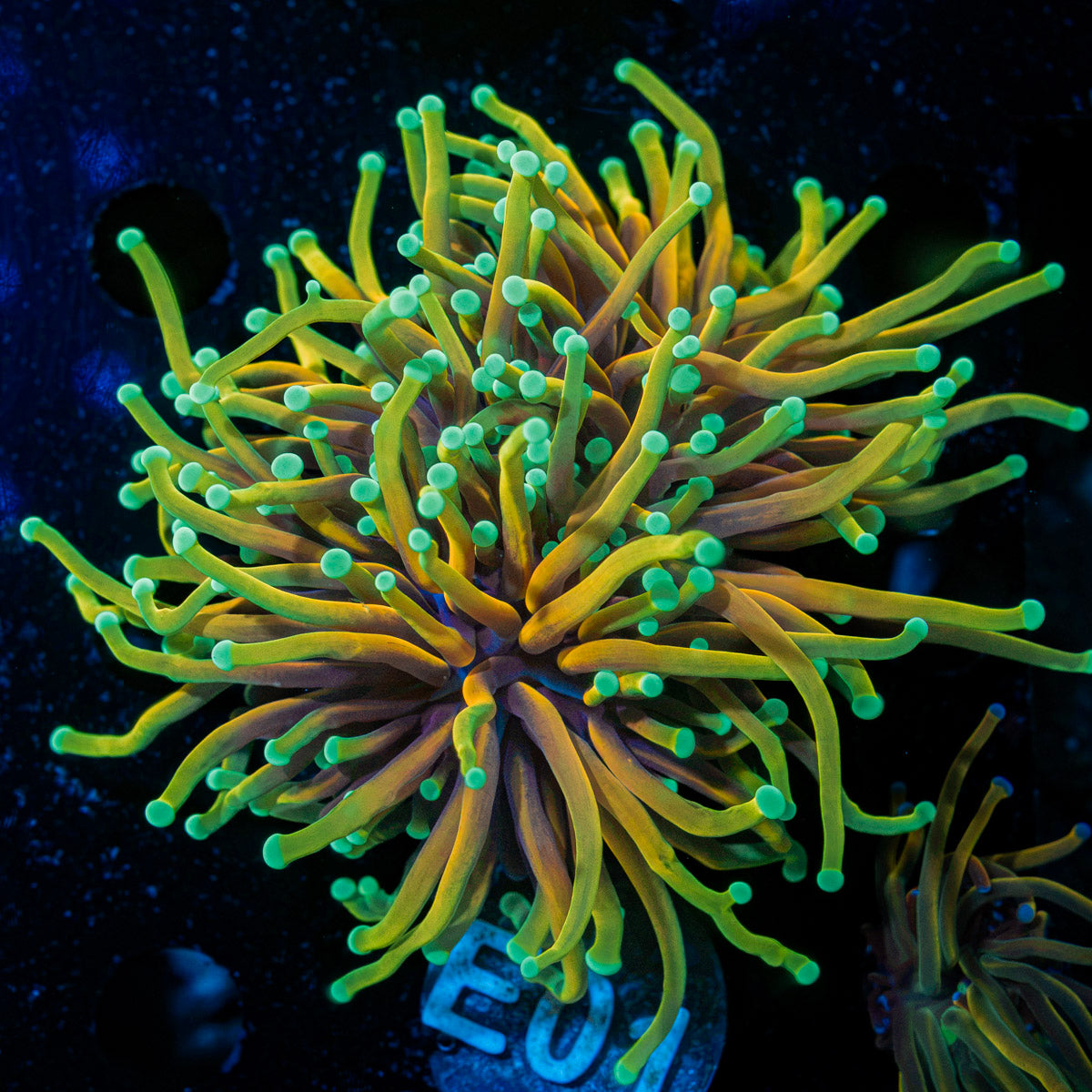 Hellfire Torch Euphyllia Coral with flowing tentacles in reef aquarium