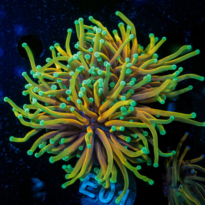 Hellfire Torch Euphyllia Coral with flowing tentacles in reef aquarium