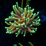 Inferno Torch Euphyllia coral with flowing tentacles in reef aquarium