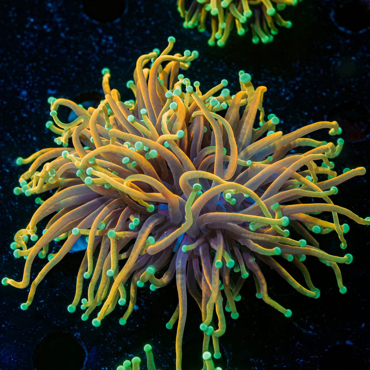 21 Tails Torch Euphyllia Coral with flowing tentacles in reef aquarium