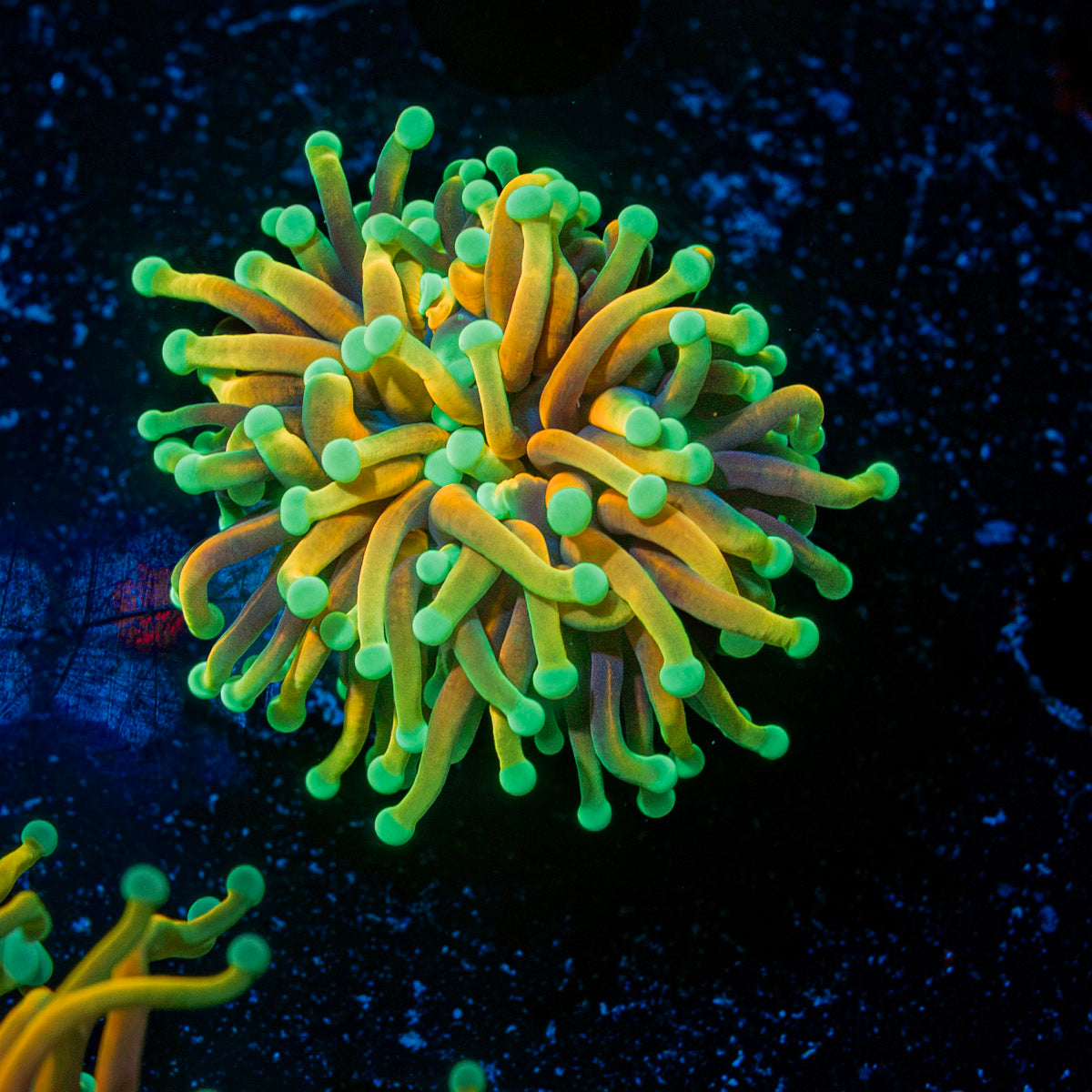Hellfire Torch Euphyllia Coral with flowing tentacles in reef aquarium