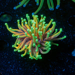 Hellfire Torch Euphyllia Coral with flowing tentacles in reef aquarium