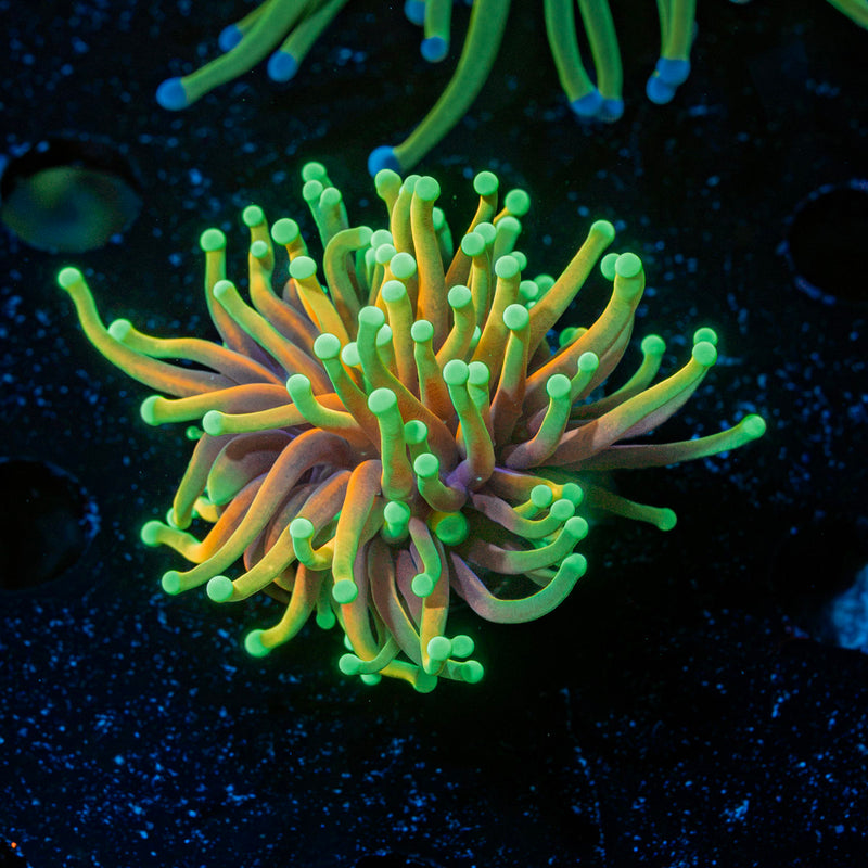 Hellfire Torch Euphyllia Coral with flowing tentacles in reef aquarium