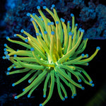 Holy Grail Torch Euphyllia Coral with flowing tentacles in reef aquarium