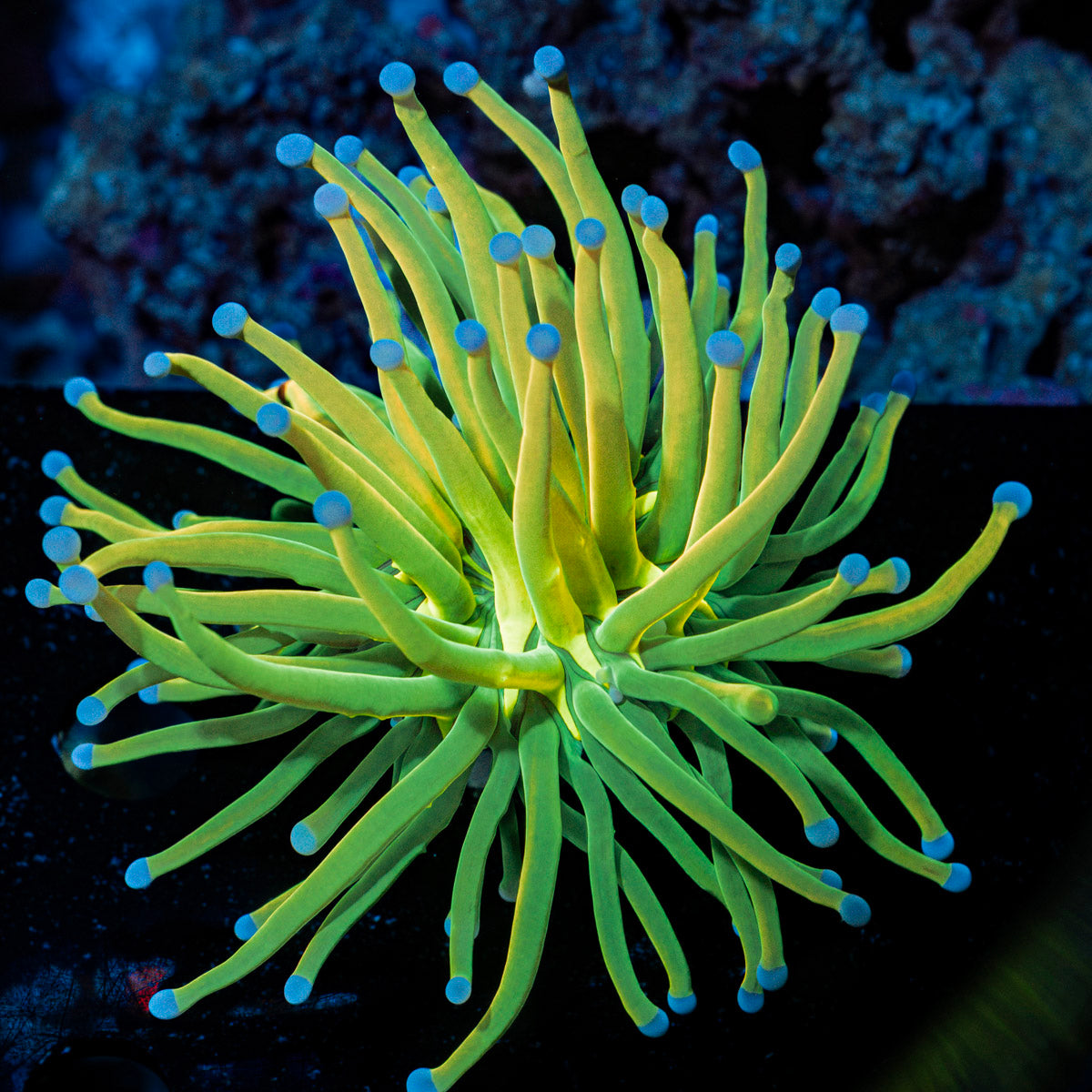 Holy Grail Torch Euphyllia Coral with flowing tentacles in reef aquarium