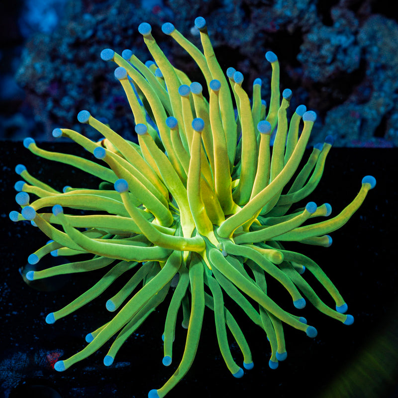 Holy Grail Torch Euphyllia Coral with flowing tentacles in reef aquarium