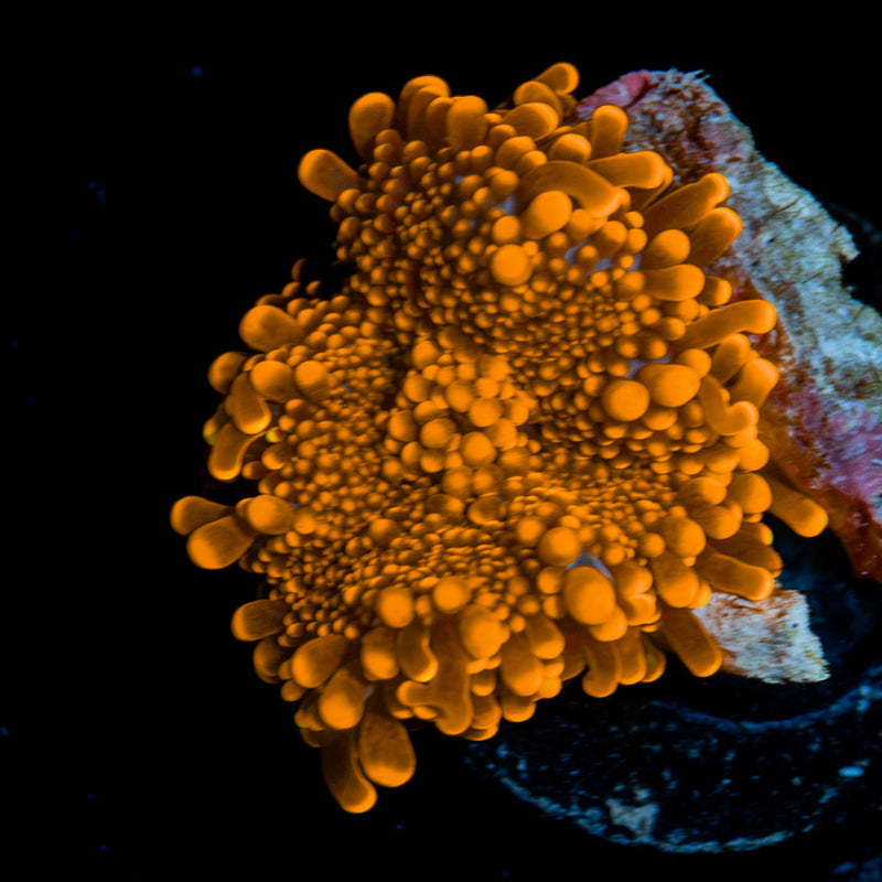 Bright Orange Yuma Mushroom Coral with mushroom disc in reef aquarium