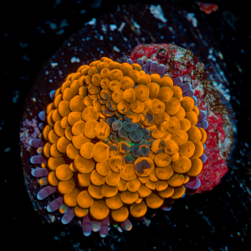 Orange Ricordea Mushroom Coral with mushroom disc in reef aquarium