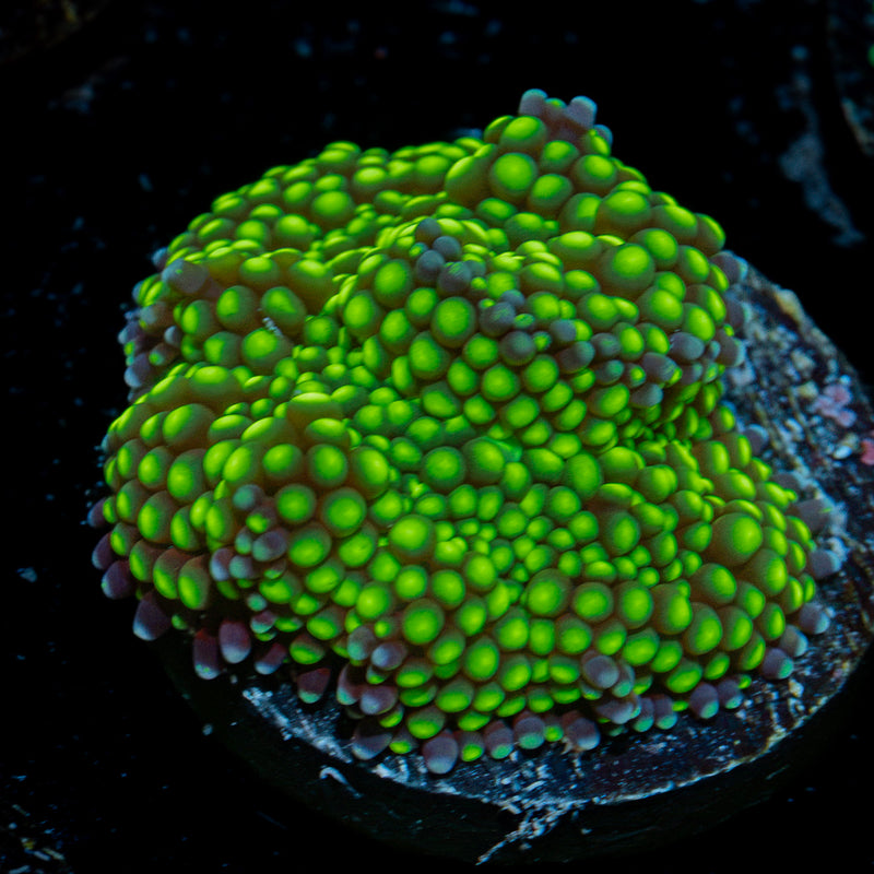 Lime Ricordea Mushroom Coral with mushroom disc in reef aquarium