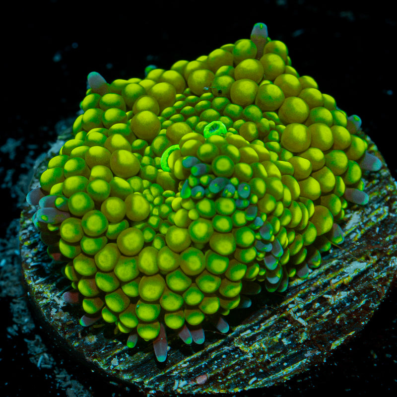 Lime Ricordea Mushroom Coral with mushroom disc in reef aquarium