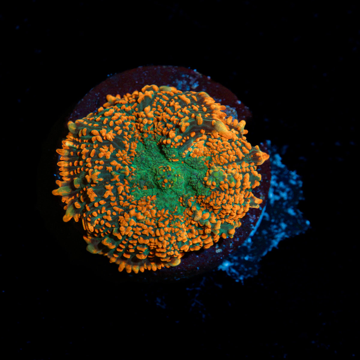 Charmander Mushroom Coral with orange mushroom disc in reef aquarium