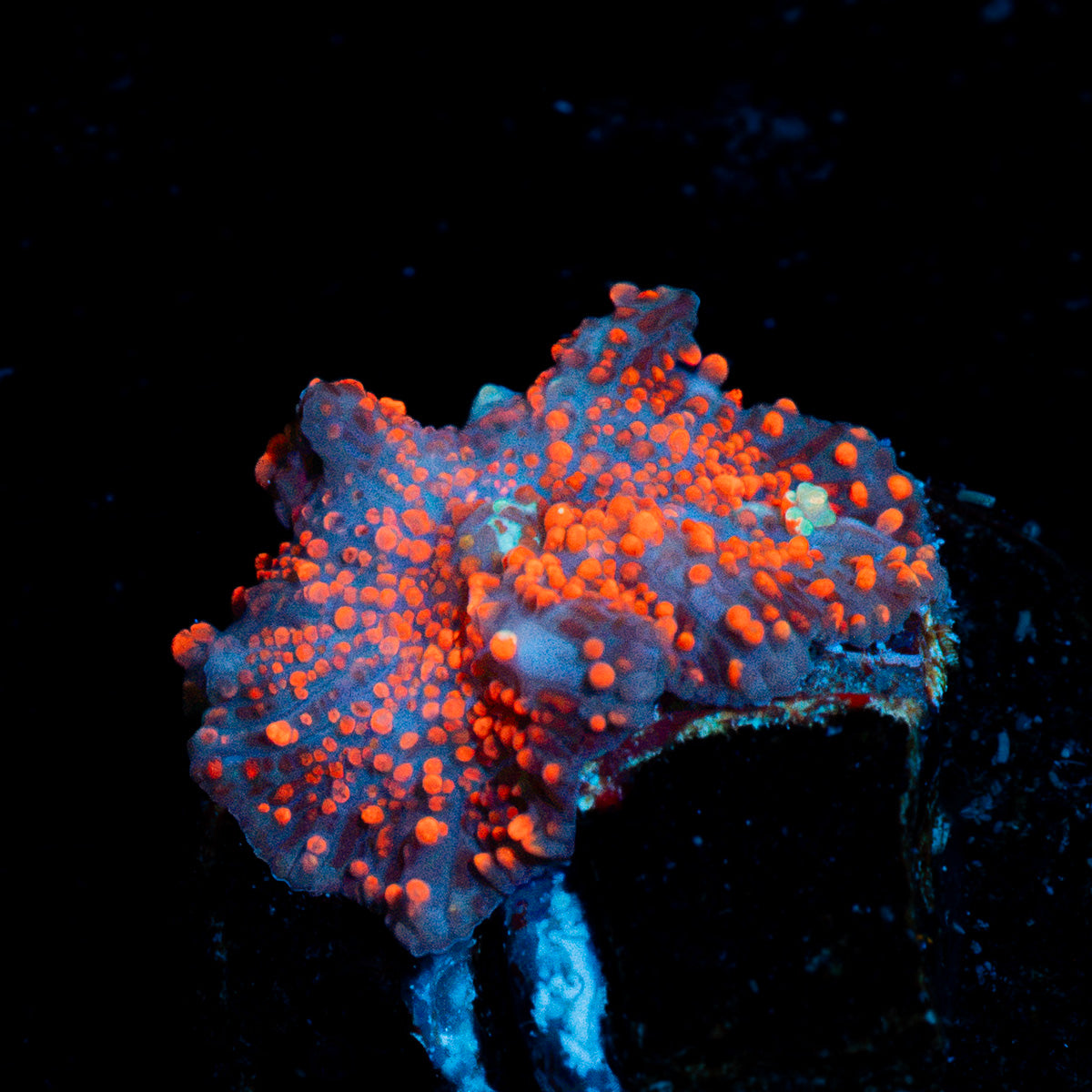 CheeseCake Mushroom Coral with mushroom disc in reef aquarium