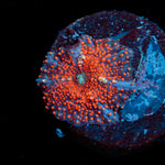CheeseCake Mushroom Coral with mushroom disc in reef aquarium