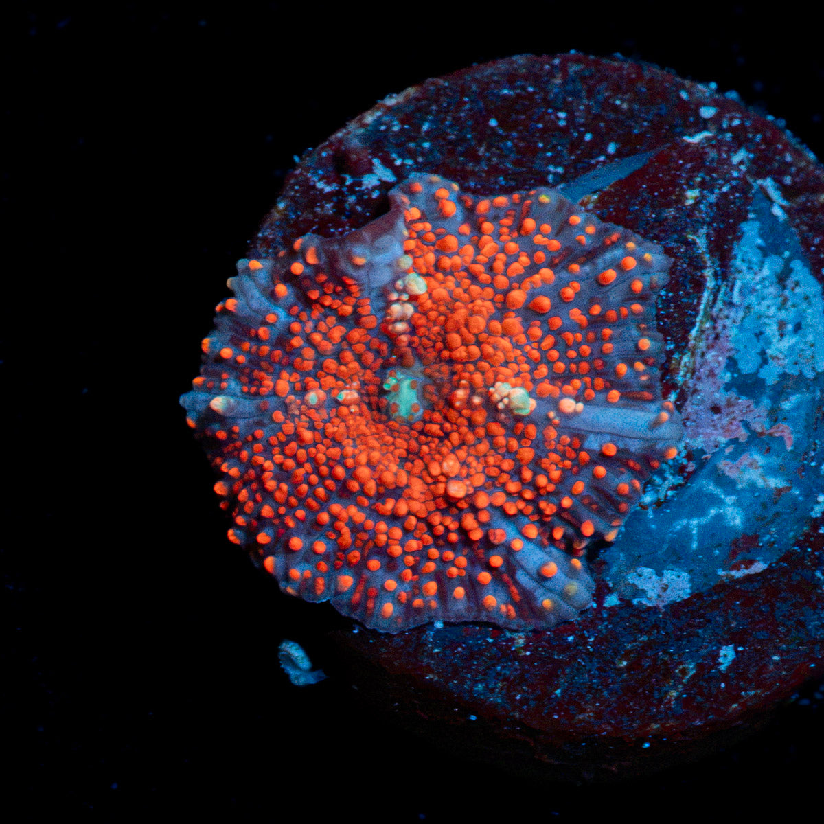 CheeseCake Mushroom Coral with mushroom disc in reef aquarium