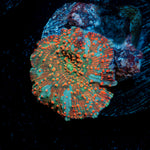 Lava Flow Mushroom Coral with distinctive mushroom disc in reef aquarium